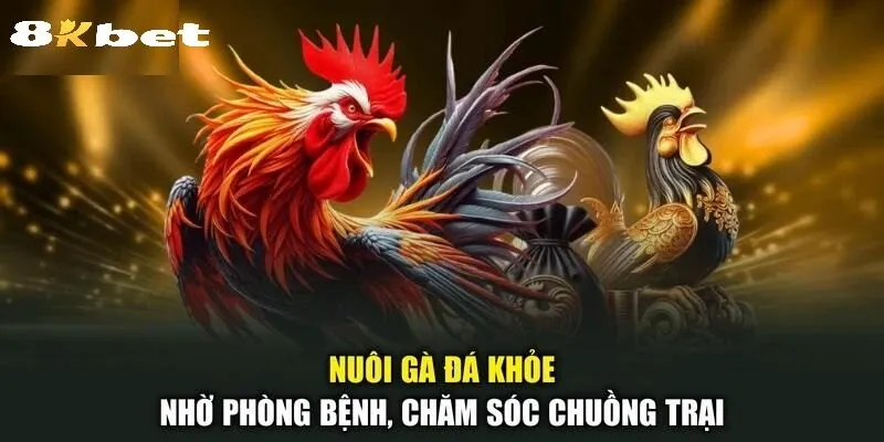 Các Hình Thức Cược Đá Gà Shamo Tại 8kbet