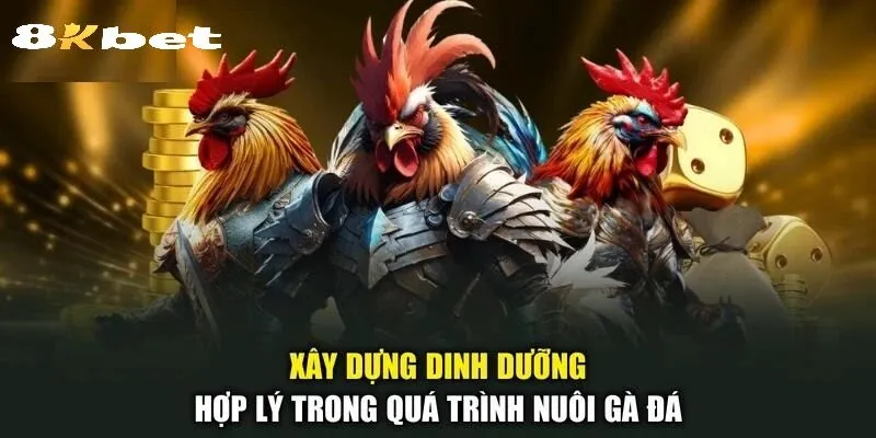 Kinh Nghiệm Phân Tích Và Soi Kèo Đá Gà Shamo Hiệu Quả